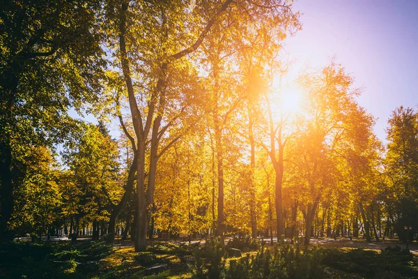 Yaprak, altın sonbaharda şehir parkına düşer. Güneşli bir günde akçaağaçlarla ve diğer ağaçlarla dolu bir manzara. Klasik film estetiği..