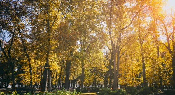 Yaprak, altın sonbaharda şehir parkına düşer. Güneşli bir günde akçaağaçlarla ve diğer ağaçlarla dolu bir manzara. Klasik film estetiği..