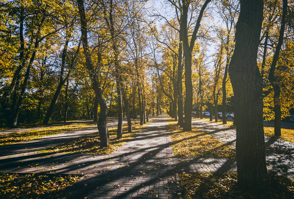 Leaf fall in the city park in golden autumn. Landscape with maples and other trees on a sunny day. Vintage film aesthetic.