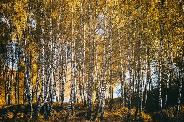 Rows Birch Trees Golden Leaves Golden Autumn Illuminated Daylight Aesthetics — Stock Photo, Image