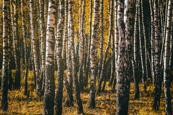 Rows Birch Trees Golden Leaves Golden Autumn Illuminated Daylight Aesthetics — Stock Photo, Image