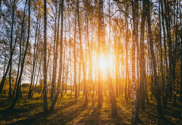 Björkdunge Med Gyllene Löv Gyllene Höst Upplyst Solen Vid Solnedgång — Stockfoto