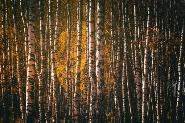 Rivit Koivua Kultaisia Lehtiä Kultainen Syksyllä Valaistu Päivänvalossa Estetiikka Vintage — kuvapankkivalokuva