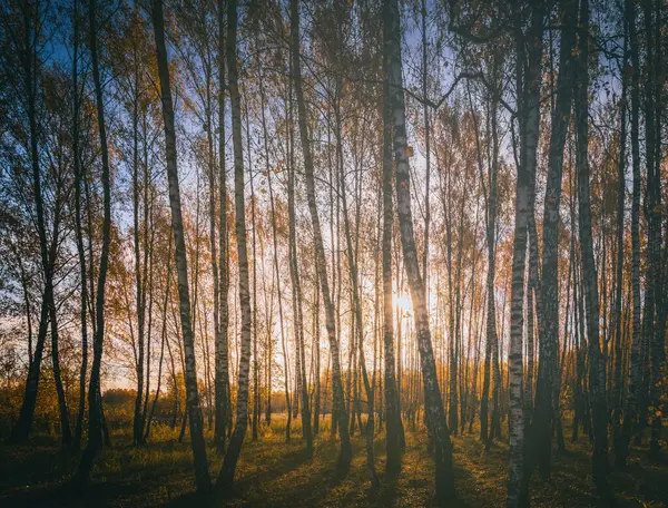 Nyírfa Liget Arany Levelek Arany Ősszel Megvilágította Nap Naplementekor Vagy — Stock Fotó