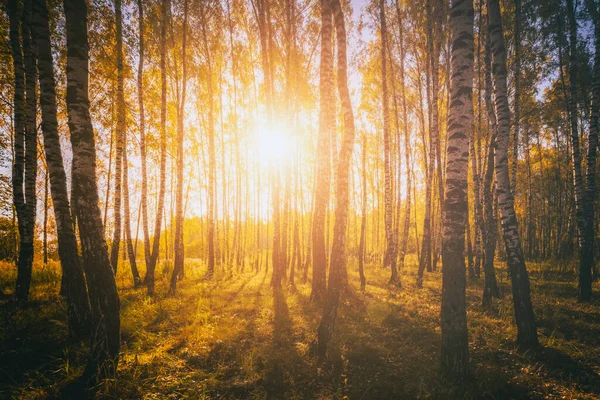 Björkdunge Med Gyllene Löv Gyllene Höst Upplyst Solen Vid Solnedgång — Stockfoto
