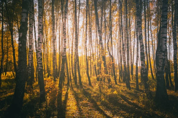 Birch Άλσος Χρυσά Φύλλα Χρυσό Φθινόπωρο Φωτίζεται Από Τον Ήλιο — Φωτογραφία Αρχείου
