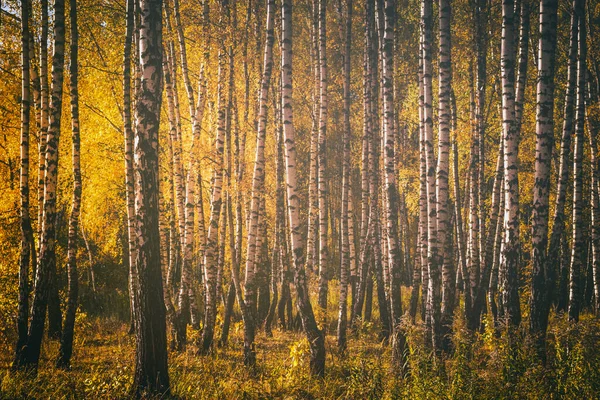 金色的秋天 一排排的白桦树 金黄的叶子 被日光照耀着 老式电影的美学 — 图库照片