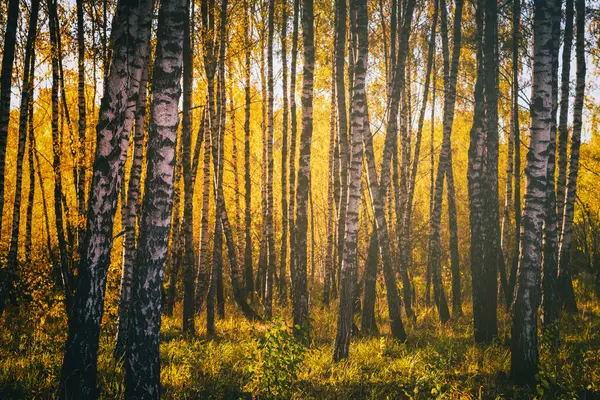 Ряды Берез Золотыми Листьями Золотой Осенью Освещенные Дневным Светом Эстетика — стоковое фото