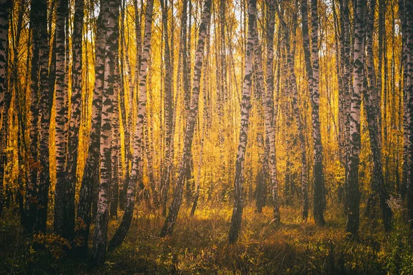 Barisan Pohon Birch Dengan Daun Emas Musim Gugur Emas Diterangi Stok Foto