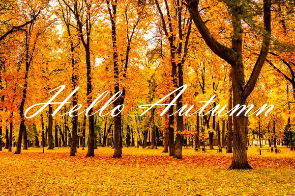 Sonbahar Parkının Arka Planında Altın Yapraklı Ağaçlarla Hello Autumn Tebrik — Stok fotoğraf