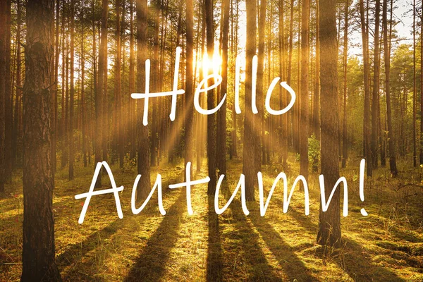 Woorden Hello Autumn Achtergrond Van Zonsopgang Een Dennenbos Wenskaart Het — Stockfoto