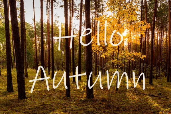 Parole Hello Autumn Sullo Sfondo Dell Alba Una Pineta Biglietto — Foto Stock
