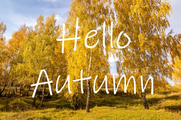 Las Palabras Hello Autumn Fondo Del Bosque Abedules Con Hojas — Foto de Stock