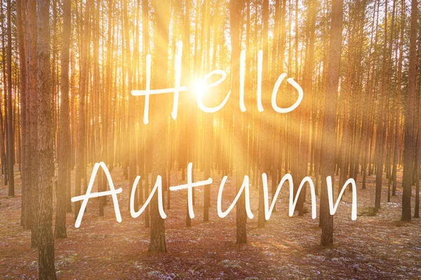 Słowa Hello Autumn Tle Wschodu Słońca Sosnowym Lesie Kartka Życzeniami — Zdjęcie stockowe