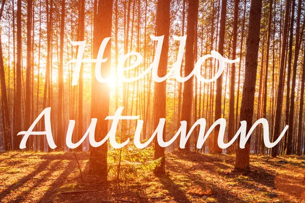 Slova Hello Autumn Pozadí Východu Slunce Borovém Lese Pozdrav Koncept — Stock fotografie