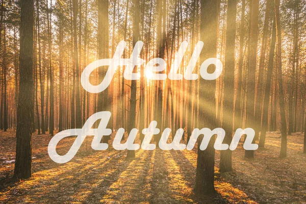Szavak Hello Autumn Háttérben Napfelkelte Egy Fenyves Erdőben Üdvözlőlap Őszi — Stock Fotó