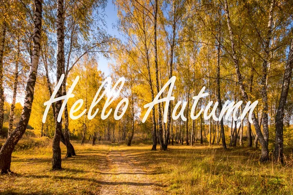 Λέξεις Hello Φθινόπωρο Στο Φόντο Του Δάσους Σημύδας Χρυσά Φύλλα — Φωτογραφία Αρχείου