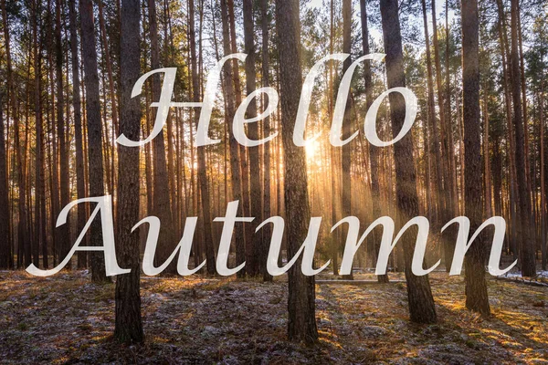 Szavak Hello Autumn Háttérben Napfelkelte Egy Fenyves Erdőben Üdvözlőlap Őszi — Stock Fotó