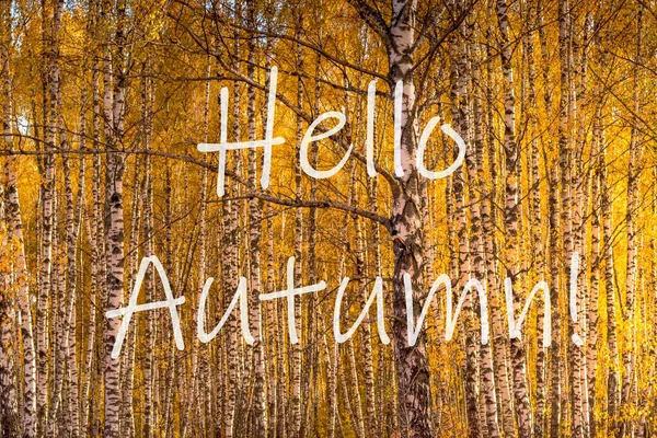 在金黄色叶子的桦树森林的背景上 你好秋天 这个词 问候卡 秋天季节开始的概念 — 图库照片