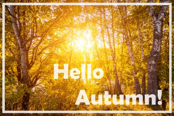 Las Palabras Hello Autumn Fondo Del Bosque Abedules Con Hojas —  Fotos de Stock