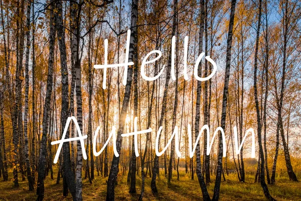 Slova Hello Autumn Pozadí Břízového Lesa Zlatými Listy Pozdrav Koncept — Stock fotografie