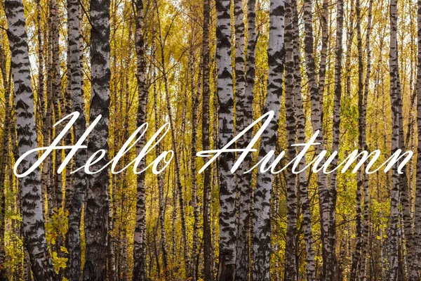Palavras Olá Outono Fundo Floresta Bétula Com Folhas Douradas Cartão — Fotografia de Stock