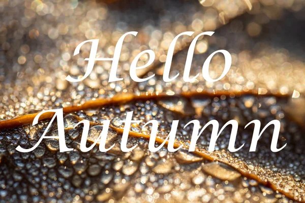 Words Hello Autumn Background Autumn Fallen Leaf Dew Drops Greeting — Stock Photo, Image