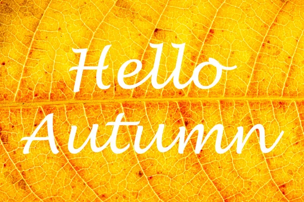 Parole Hello Autumn Sullo Sfondo Della Foglia Gialla Autunnale Con — Foto Stock