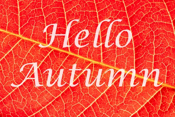 Λέξεις Hello Autumn Στο Φόντο Του Κόκκινου Φθινοπωρινού Φύλλου Φλέβες — Φωτογραφία Αρχείου