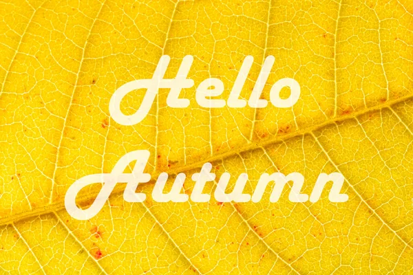 Szavak Hello Autumn Háttérben Sárga Őszi Levél Vénák Üdvözlőlap Őszi — Stock Fotó