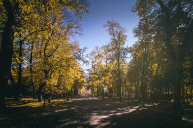 Yaprak, altın sonbaharda şehir parkına düşer. Güneşli bir günde akçaağaçlarla ve diğer ağaçlarla dolu bir manzara. Klasik film estetiği..
