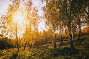 Sarı yaprak, altın sonbaharda günbatımında huş ağacına düşer. Güneşli bir günde ağaçların olduğu bir manzara. Klasik film estetiği..