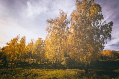 Sonbahar mevsiminde yaprakları sarı olan huş ağaçları ve bulutlu bir arka plan. Altın sonbaharda güneşli bir gün. Klasik film estetiği..