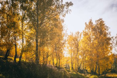 Sarı yaprak, altın sonbaharda günbatımında huş ağacına düşer. Güneşli bir günde ağaçların olduğu bir manzara. Klasik film estetiği..