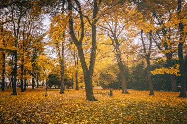 Bulutlu bir günde ağaçlı ve sarı yapraklı bir şehir parkında altın sonbahar. Klasik film estetiği..