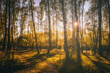 Altın sonbaharda altın yaprakları olan huş ağaçları gün batımında ya da şafakta güneş tarafından aydınlatılır. Eski filmlerin estetiği. Peyzaj.