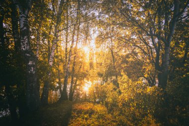 Güneşli bir sonbahar sabahı huş ağaçlarıyla göletin yanında gün doğumu. Manzara. Klasik film estetiği..