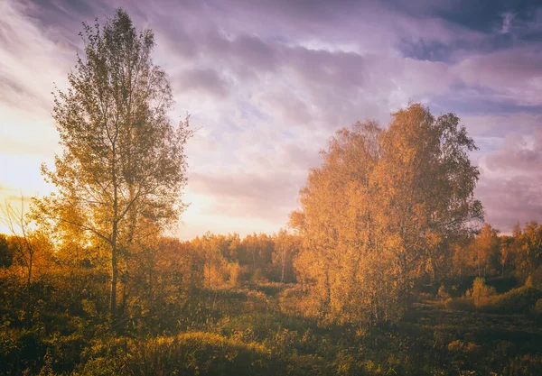 Sunset on a field with grass, birches, other trees and dramatic cloudy sky background in golden autumn evening. Landscape. Leaf fall. Vintage film aesthetic.