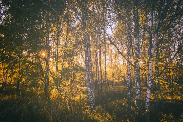 Güneşli Bir Sonbahar Sabahı Huş Ağaçlarıyla Göletin Yanında Gün Doğumu — Stok fotoğraf