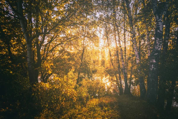 Güneşli Bir Sonbahar Sabahı Huş Ağaçlarıyla Göletin Yanında Gün Doğumu Stok Resim