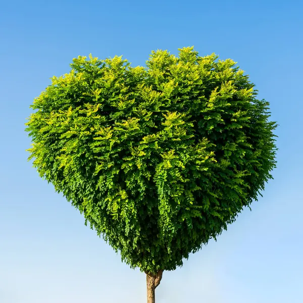 Tree with green leaves in the shape of a heart against a blue sky. The concept of love for nature and environmental protection. Valentine\'s day abstract background.
