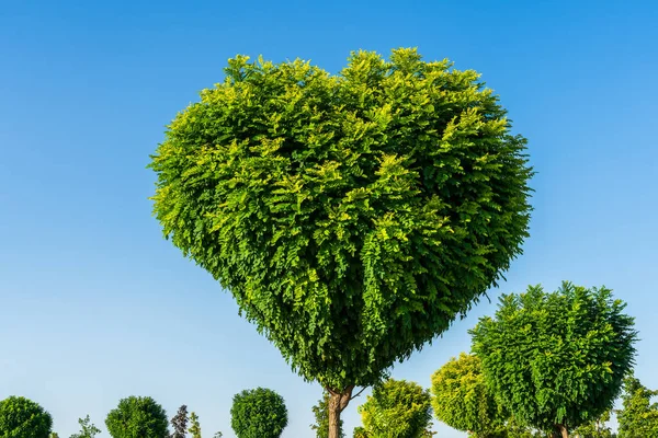 Tree with green leaves in the shape of a heart against a blue sky. The concept of love for nature and environmental protection. Valentine\'s day abstract background.
