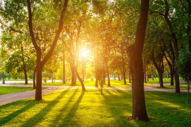 Yaz ya da bahar aylarında Taşkent, Özbekistan 'da günbatımında ya da gündoğumunda kaldırım, yeşil çimen ve ağaçlarla şehir parkı. Peyzaj.
