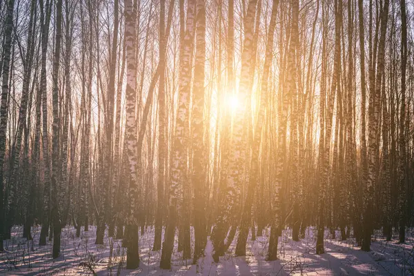 Sunset or sunrise in a birch grove with a winter snow on earth. Rows of birch trunks with the sun\'s rays passing through them. Vintage film aesthetic.
