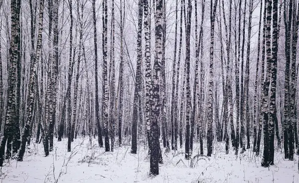 Birch grove after a snowfall on a winter cloudy day. Birch branches covered with stuck snow. Vintage film aesthetic.