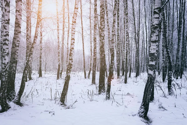 Sunbeams shining through snow-covered birch branches in a birch forest after a snowfall on a winter day. Vintage film aesthetic.