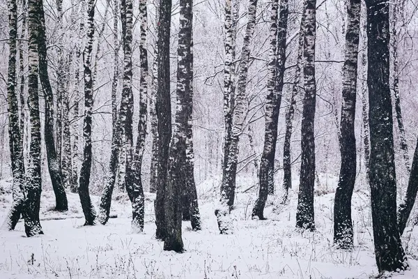 Birch grove after a snowfall on a winter cloudy day. Birch branches covered with stuck snow. Vintage film aesthetic.