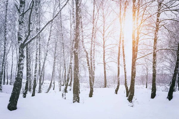 Sunbeams shining through snow-covered birch branches in a birch forest after a snowfall on a winter day. Vintage film aesthetic.