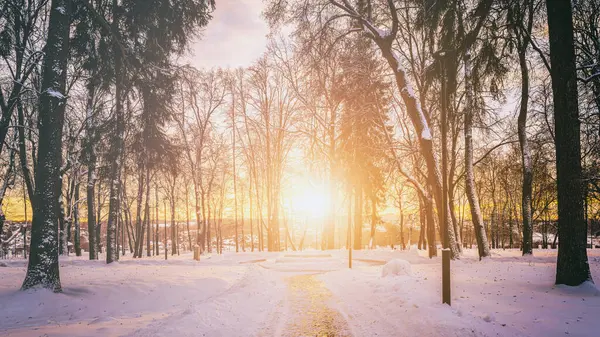 Matahari Terbenam Atau Fajar Taman Kota Musim Dingin Dengan Bangku Stok Gambar Bebas Royalti