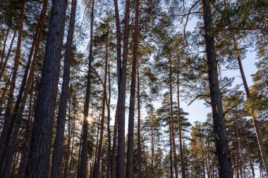 Sunset or sunrise in the spring pine forest covered with a snow. Sunbeams shining through the pine trunks.